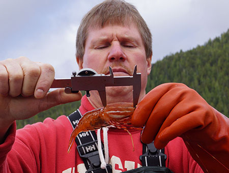 The author measuring a white spot shrimp emPandalus platycerosem to determine carapace length Photo by Bo Meredith