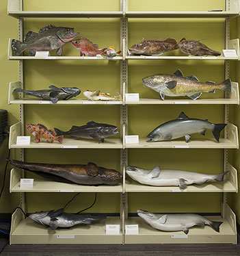 The fish collection Photo by Cody Swanson