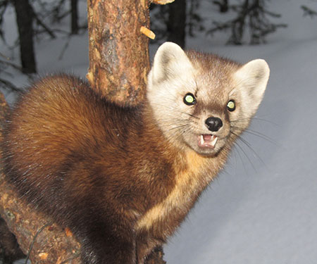 A marten in Interior Alaska