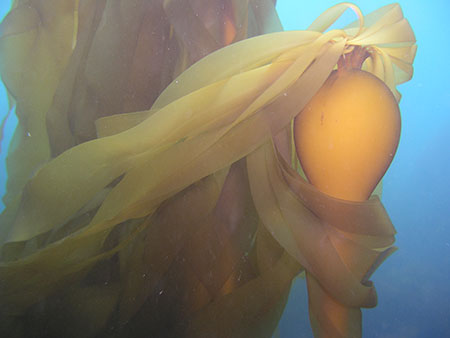 Kelp photographed underwater by Brenda Konar University of Alaska Fairbanks