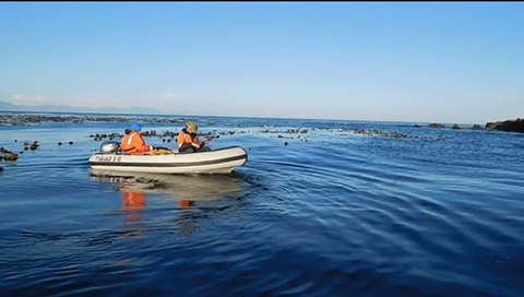 Biologists approach a rookery to dart a sea lion All research performed under NOAA Research Permit 22298