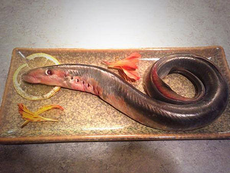 A lamprey has the place of honor as a table centerpiece Lampreys have rich fatty meat Lampreys are a subsistence food to some Native Alaskans prized by gourmets in some Asian and European cultures and valuable as a high energy food for sled dogs Photo by Sean Larson