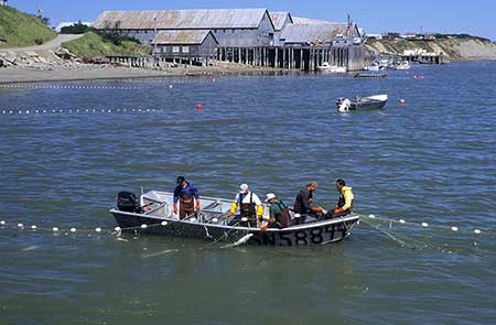 Setnet skiff fishing on a sunny day In the decade 20002009 39 people died commercial fishing for salmon Falls overboard were the leading cause of death Vessel disasters contributed to 33 of deaths in the salmon fishery Most of these vessel disasters occurred on setnet skiffs and were almost always swamped and capsized in poor sea conditions copyMark Emery used with permission