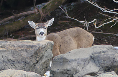 On the mature buck note how the facial colorings are very stark there is a definite straight line between the dark forehead cap and light muzzle On does itrsquos just a gradual transition Steve Bethune Photo