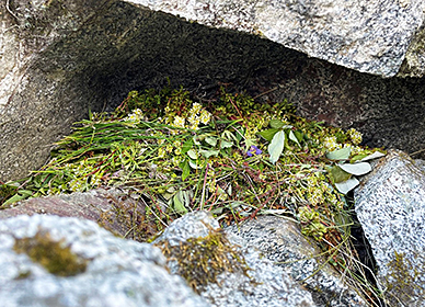 A pika haypile
