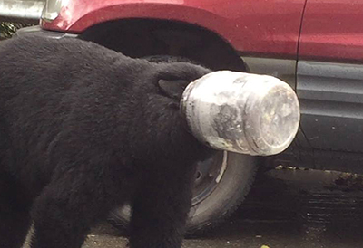 An adult black bear in Juneau with a plastic container on its head  before receiving assistance from Fish and Game biologists Photo courtesy Justin Bellagh