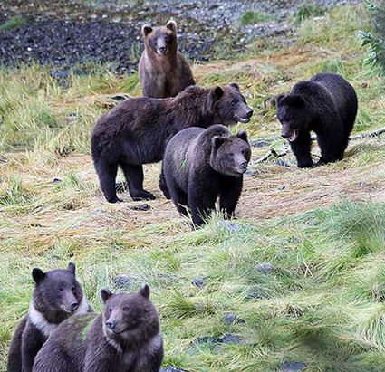 A group of brown bears at Port Armstrong The large subadult in the very center of the picture has been marked with a green paintball on its right side The pair of cubs in the foreground have what39s called a natal collar the white fur around their necks that often but not always fades as they grow up The one closest to the camera has also been marked with a green paintball Photo by Phil Mooney