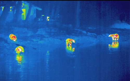 A FLIR image of bears in the dark at Port Armstrong Photo by Phil Mooney
