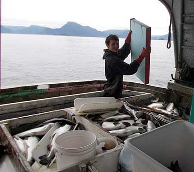 A fisherman cleaning his catch