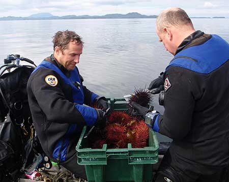 Divers Chris Siddon and Kevin Monagle measuring red sea urchins after conducting a transect in Southeast Alaska