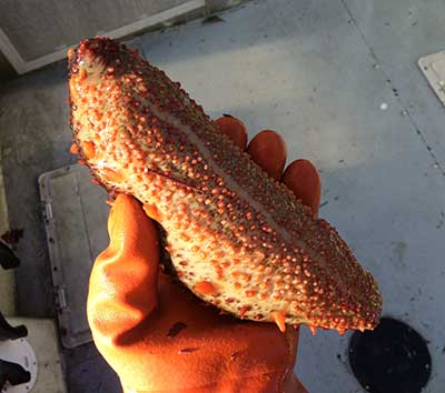 A fresh sea cucumber California or northern sea cucumbers are found on the sea floor and spend their time getting nutrients from the mud they ldquolickrdquo up with their tentacles All photos by Scott Walker