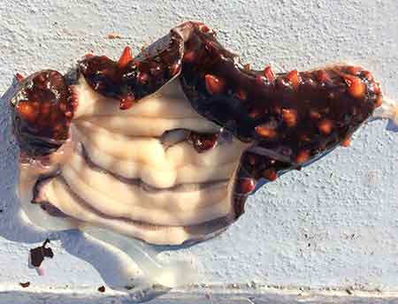 After harvest the cucumbers are sliced lengthwise Five strips of pure white meat can be scraped off of the inside of the sea cucumbers skin Both the skin and the meat are sold