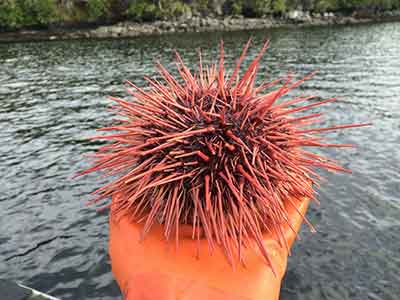 A red sea urchin