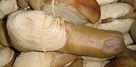 A geoduck known as a quotgooeyduckquot