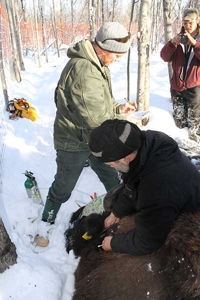 Tom Seaton attaches a radio collar while Tim Carder records data