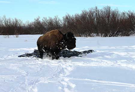 Bull 132 wakes after a 22mile flight and an immobilization drug reversal injection