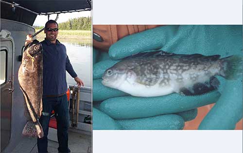 A juvenile prowfish from Prince William Sound ADFampG photo and angler Jon Geary of  Juneau with a 33inch prowfish he caught off the north end of Admiralty Island in 2013 photo courtesy Jon Geary