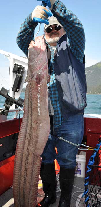 Joe Tromblee with a giant wrymouth from Tutka Bay photo courtesy Trenton OrsquoReagan