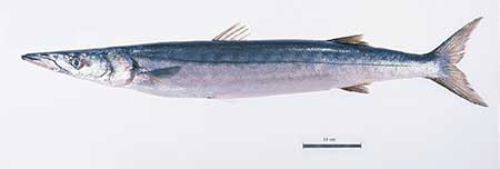 Pacific barracuda FDA photo