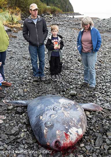 Ocean sunfish washed up on a beach near Cordova ADFampG photo by Steve Moffitt