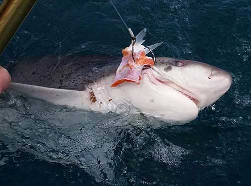 Broadnose sevengill shark Photo courtesy Crackerjack Sportfishing