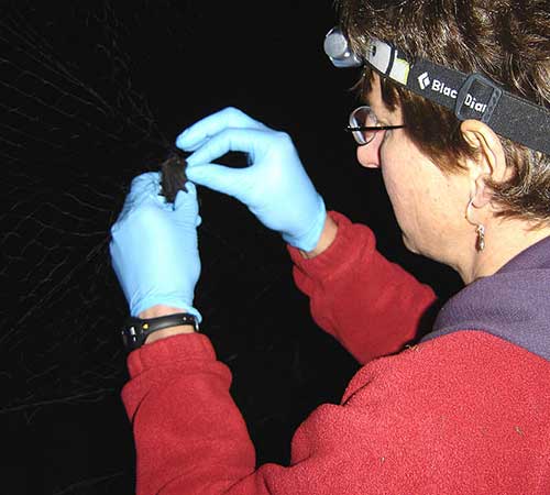 Wildlife Biologist Karen Blejwas removes a little brown bat from a mist net at Fish Creek near Juneau The bat was equipped with a radio transmitter and released