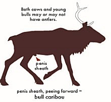 Bull caribou from the side