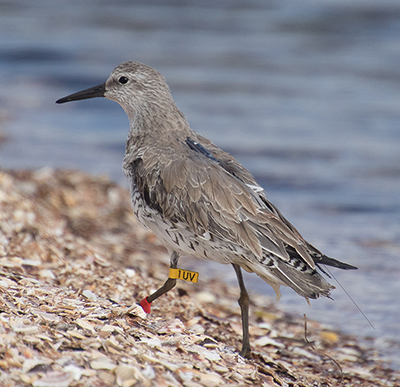 Biologist Julian Garcia Walther tagged this Red Knot on the wintering grounds in northwestern Mexico in the spring It has two leg flags these are what the Alaska researchers are looking for on the birds in flocks in Controller Bay It looks different because it is in its nonbreeding plumage The small device on its back is actually two instruments a biologger and a peasize Motus tag which has the long antennea