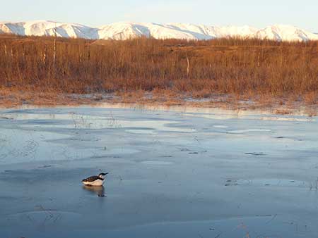 This bird is in an unusual localtion for a seabird such as a common murre  the Palmer Hay Flats Photo by Doug Hill