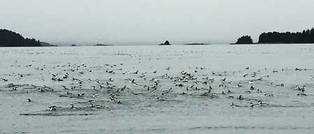A group of murres in Auke Bay near Juneau November 2015 Photo by Kristen Romanoff