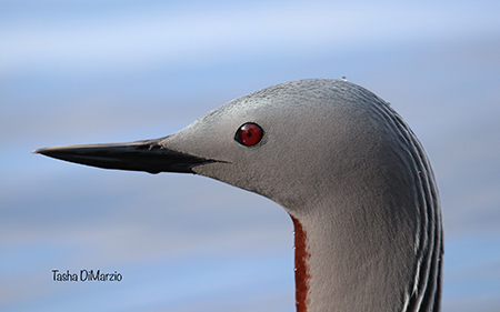 Loon Photo by Tasha DiMarzio