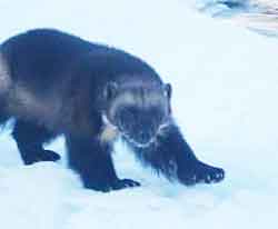 Banff a wolverine at Kroschel Wildlife Center in Haines