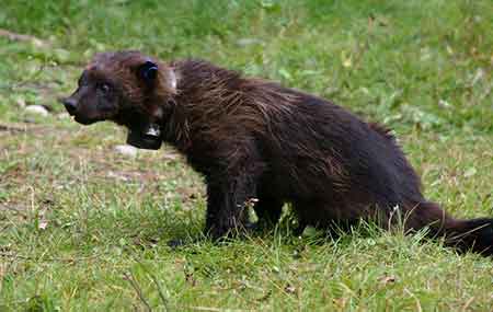 A wild wolverine captured by ADFampG researchers and equipped with a GPS collar to la hrefhttpwwwadfgalaskagovindexcfmadfgwildlifenewsviewarticleamparticlesid692earn more about wolverinea movements