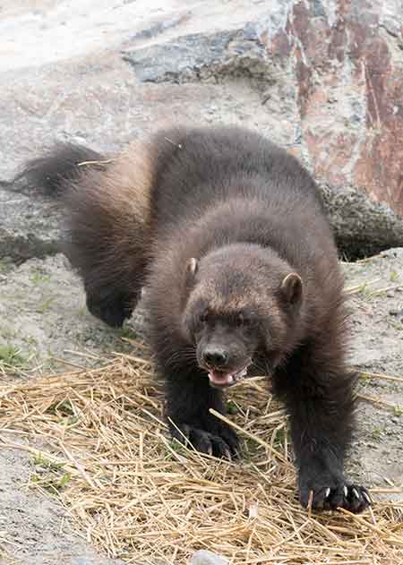 Kasper Photo by Doug Lindstrand