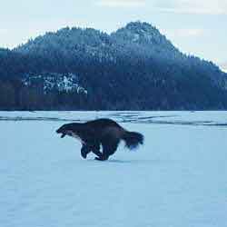Banff at the Kroschel Wildlife Center in Haines