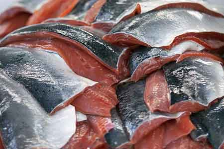 Coho filets Vacuum packing fish before freezing provides the best quality and reduces the liklihood of freezerburned fish Ken Marsh photo