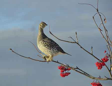 A sharptailed grouse Photo by Nate Pamberin