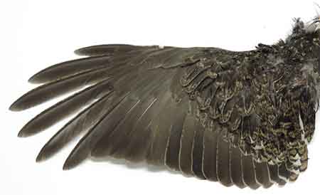 A hunter harvested spruce grouse wing donated to the Wing Collection Program at ADFampG Through this program biologists are able to estimate harvest composition for numerous grouse and ptarmigan populations across the state