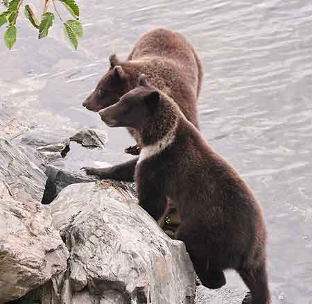 A pair of young brown bears at Port Armstrong Phil Mooney photo