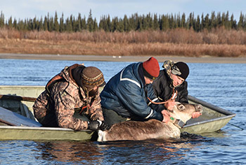 Collaring in 2015 on the Kobuk