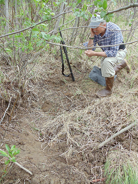 Biologists fly out to mortality sites to determine what kind of predator may have killed the moose calf This is Rick Swisher helicopter pilot Quicksilver Air Rick has been a fixture on countless DWC capture projects for more than 20 years
