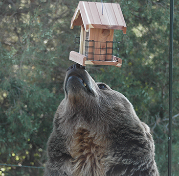 Feeders come down in early April as they attract bears emerging from hibernation