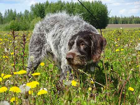 Kobuk on point Kobuk is one of many pointing dogs volunteering in the summer of 2016 to locate ptarmigan chicks Staff with ADFampGrsquos Small Game Program have been working with passionate dog trainers ADFampG staff and colleagues from Norway to develop the first formal brood survey project throughout Alaska