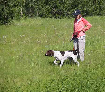 Over the winter of 20152016 nearly 20 dog trainers and avid grouse and ptarmigan hunters signed up as volunteers The data they collect give biologists insight into estimates of population productivity and areas used by broods