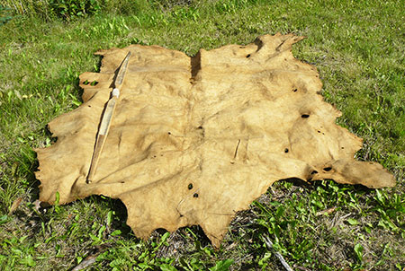 The successfully braintanned and smoked moose hide A longbow seen on the left has been included for scale The bow is 66 inches long The final step will be to sew up all of the holes in the finished hide  Photo by James Van Lanen