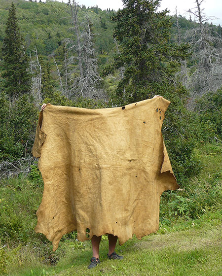 The author stands with the successfully braintanned moose hide