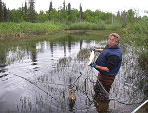 Gillnetting pike in sloughs