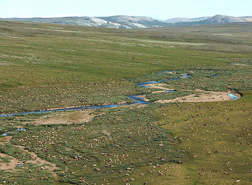 Caribou from the western Arctic Herd scattered across the tundra Aerial photo by Geoff Carroll