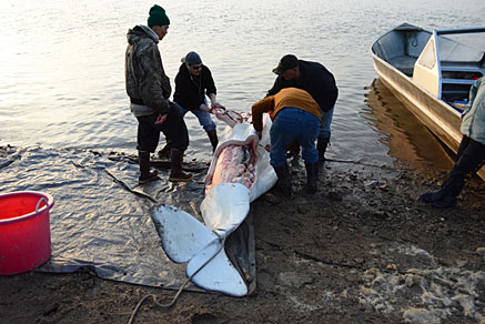 Scammon Bay residents butcher a beluga on the beach