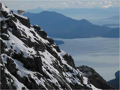 A mountain goat upper left corner surveys the Berners Bay area of northern Lynn Canal Kevin White photo